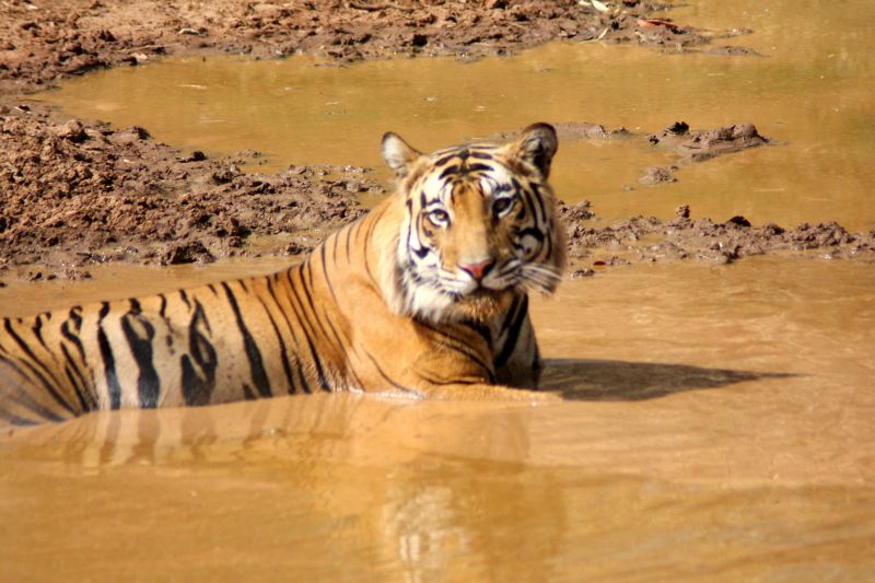 Tigersafari Indien
