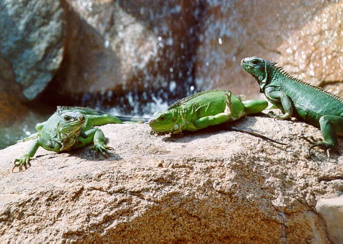 Bonaire